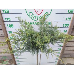 Borievka prostredná (Juniperus media) ´GOLD STAR´ výška 70-100 cm, kont. C7L - NA KMIENKU 